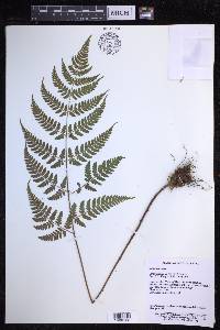 Dryopteris sparsa image