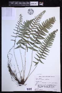 Polystichum luctuosum image