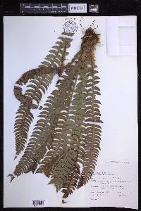 Polystichum lonchitis image