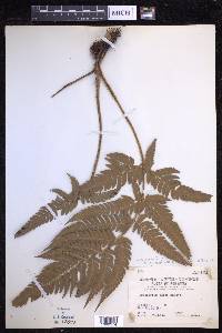 Dryopteris varia image