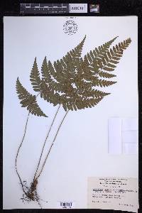 Dryopteris sparsa image