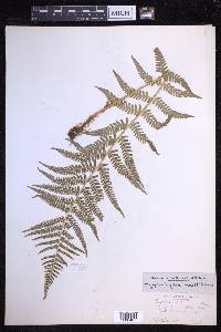 Dryopteris filix-mas image