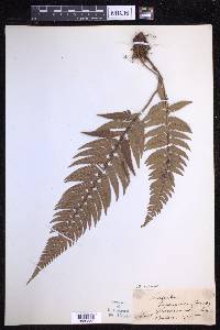 Polystichum luctuosum image