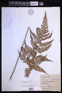 Dryopteris sparsa image