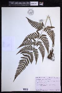 Dryopteris sparsa image