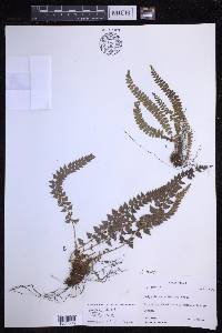 Polystichum levingei image