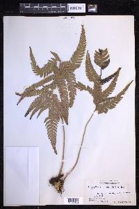 Dryopteris varia image