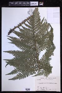 Dryopteris monticola image