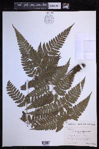 Dryopteris sparsa image