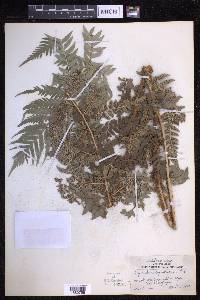 Polystichum keysserianum image