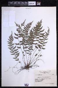 Polystichum formosanum image