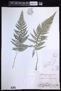 Polystichum luctuosum image