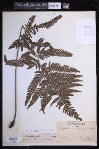 Dryopteris varia image