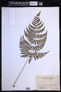 Dryopteris sparsa image