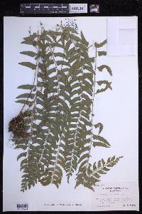 Polystichum formosanum image