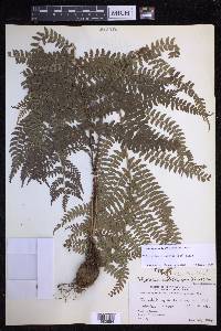 Polystichum discretum image