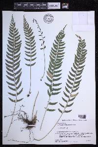 Polystichum formosanum image