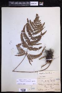 Dryopteris varia image