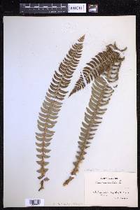 Polystichum lonchitis image