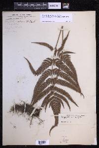 Dryopteris varia image