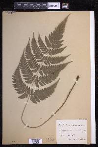 Dryopteris sparsa image