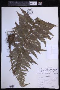 Polystichum discretum image