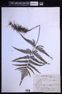 Dryopteris varia image