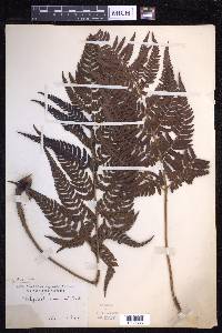 Dryopteris varia image