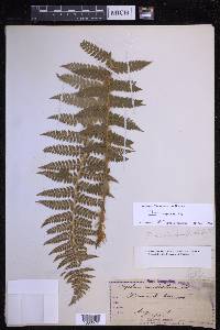 Polystichum braunii image