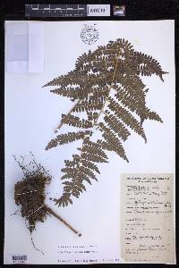 Polystichum discretum image