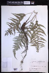 Polystichum luctuosum image