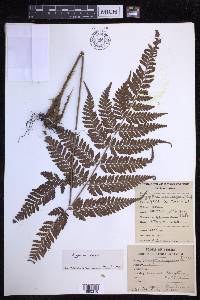 Dryopteris sparsa image