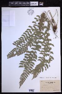 Polystichum formosanum image