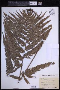 Dryopteris varia image