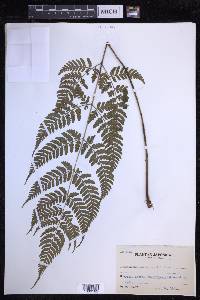 Dryopteris sparsa image