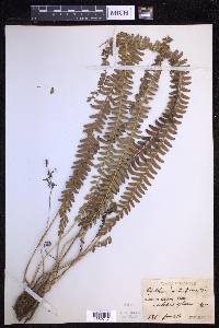 Polystichum hecatopterum image