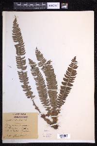 Polystichum lonchitis image