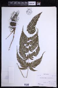 Dryopteris sparsa image