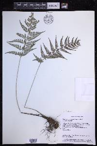 Polystichum luctuosum image