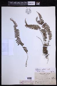 Polystichum copelandii image