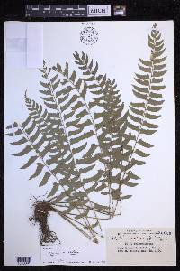 Polystichum formosanum image