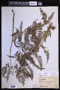 Dryopteris sparsa image