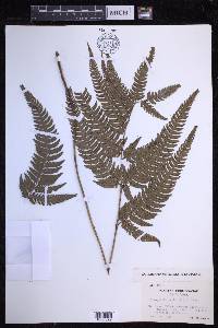 Dryopteris varia image