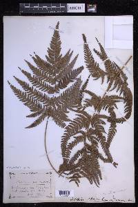 Dryopteris varia image