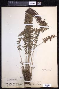 Polystichum deltodon image