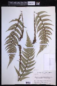 Polystichum luctuosum image