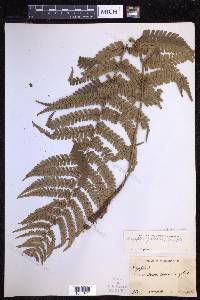 Dryopteris wallichiana image