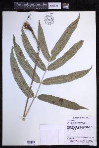 Dryopteris sieboldii image