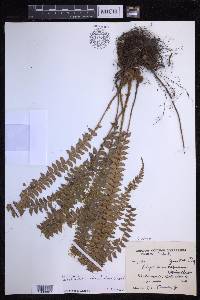 Polystichum levingei image