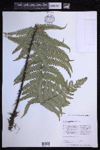 Dryopteris wallichiana image